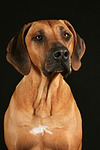 hundefotos rhodesian_ridgeback
