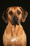 hundefotos rhodesian_ridgeback