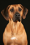 hundefotos rhodesian_ridgeback