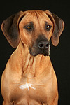 hundefotos rhodesian_ridgeback