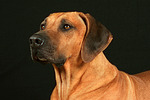 hundefotos rhodesian_ridgeback