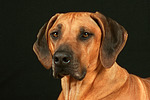 hundefotos rhodesian_ridgeback