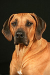 hundefotos rhodesian_ridgeback