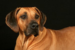 hundefotos rhodesian_ridgeback