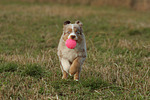 hundefotos miniature_australian_shepherd