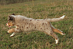hundefotos miniature_australian_shepherd