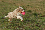 hundefotos miniature_australian_shepherd