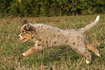 hundefotos miniature_australian_shepherd