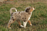 hundefotos miniature_australian_shepherd