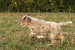hundefotos miniature_australian_shepherd
