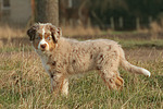 hundefotos miniature_australian_shepherd