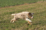 hundefotos miniature_australian_shepherd