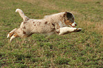 hundefotos miniature_australian_shepherd
