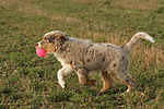 hundefotos miniature_australian_shepherd