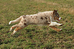 hundefotos miniature_australian_shepherd