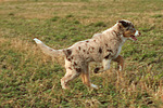 hundefotos miniature_australian_shepherd