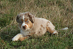 hundefotos miniature_australian_shepherd