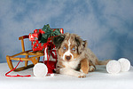 hundefotos miniature_australian_shepherd