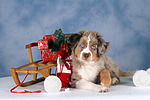 hundefotos miniature_australian_shepherd