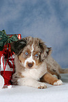 hundefotos miniature_australian_shepherd