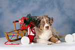 hundefotos miniature_australian_shepherd