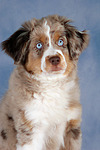 hundefotos miniature_australian_shepherd