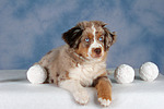 hundefotos miniature_australian_shepherd
