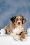 hundefotos miniature_australian_shepherd