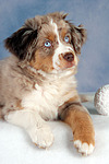 hundefotos miniature_australian_shepherd