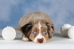 hundefotos miniature_australian_shepherd