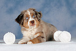 hundefotos miniature_australian_shepherd