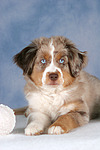 hundefotos miniature_australian_shepherd