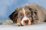 hundefotos miniature_australian_shepherd
