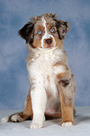 hundefotos miniature_australian_shepherd