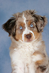 hundefotos miniature_australian_shepherd