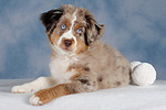 hundefotos miniature_australian_shepherd