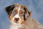 hundefotos miniature_australian_shepherd