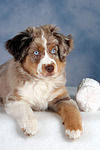 hundefotos miniature_australian_shepherd