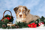hundefotos miniature_australian_shepherd