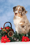 hundefotos miniature_australian_shepherd