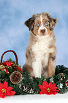 hundefotos miniature_australian_shepherd