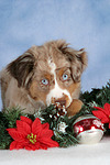 hundefotos miniature_australian_shepherd