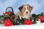 hundefotos miniature_australian_shepherd