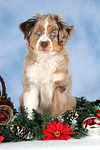 hundefotos miniature_australian_shepherd