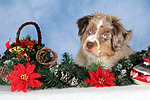 hundefotos miniature_australian_shepherd
