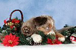 hundefotos miniature_australian_shepherd