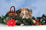 hundefotos miniature_australian_shepherd