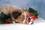 hundefotos miniature_australian_shepherd