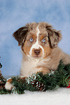 hundefotos miniature_australian_shepherd