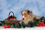 hundefotos miniature_australian_shepherd